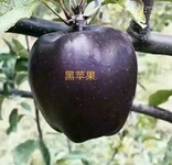 香水梨经销商孟津梨种植价格低