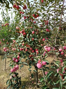 红香蕉苹果苗一年生红香蕉苹果苗工程苗木