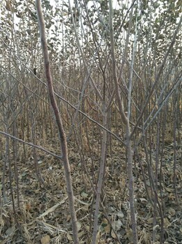 苹果苗一亩地栽几棵品种全苹果苗一亩地栽几棵丰产效果好