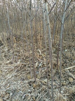 阿珍苹果苗2019年阿珍苹果苗丰产性好