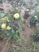 惠民短枝苹果苗矮化新品种惠民短枝苹果苗繁育