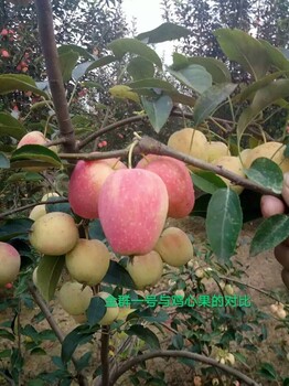 糖木甜苹果苗买新品种糖木甜苹果苗5公分