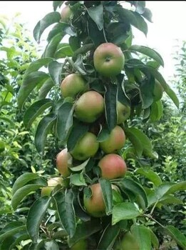 苹果苗新品种尽在旺运苗木苹果苗新品种单株产量