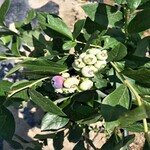 蓝莓苗亩产价格0.5元蓝莓苗品种苗木