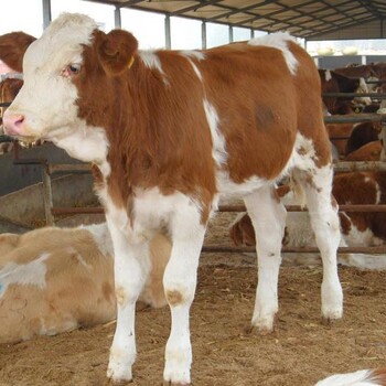 市场肉牛价格行情￥活肉牛价格多少钱一斤