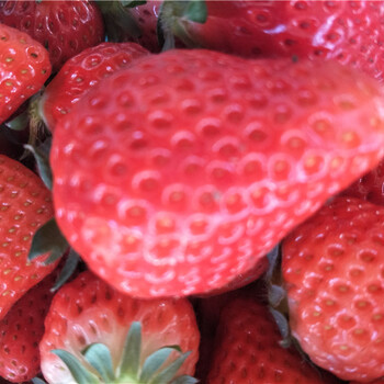 红颜草莓苗品种大量出售脱毒红颜草莓苗