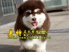 深圳哪里有阿拉斯加出售深圳哪里有賣阿拉斯加小狗