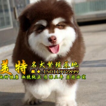 深圳哪里有阿拉斯加出售深圳哪里有卖阿拉斯加小狗