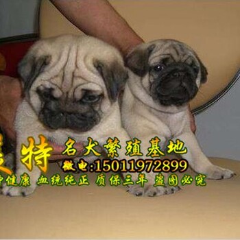 深圳哪里有巴哥出售深圳福田哪里有卖巴哥幼犬