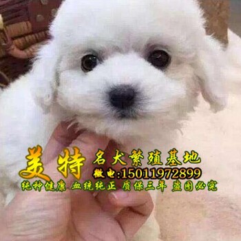 深圳哪里有比熊出售深圳福田哪里有卖比熊小狗