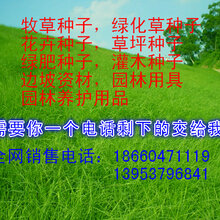 黑麦草牧草种子价格图片