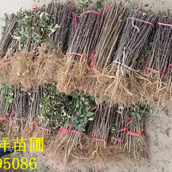 花椒苗多少錢，花椒苗什么品種好