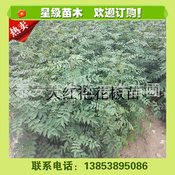 山東花椒苗，山東哪里能買到花椒苗