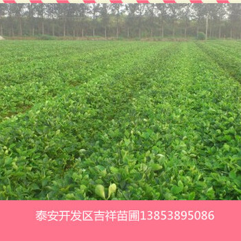 甜寶草莓苗哪里有賣