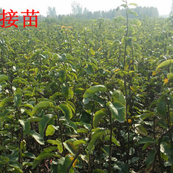 5公分梨樹苗，5公分梨樹苗種苗