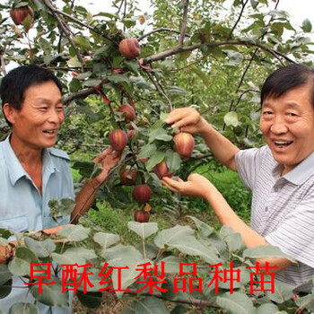 實生梨樹苗，梨樹苗哪里的價格低