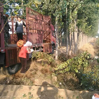 樱桃实生苗哪里有种植的，3年樱桃实生苗