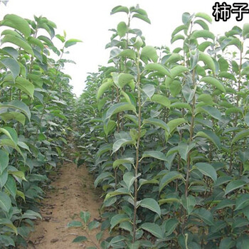 占地3公分柿子樹(shù)，3公分柿子樹(shù)哪里