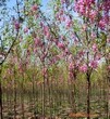 香花槐价格，香花槐价格行情，香花槐价格介绍，香花槐价格报价，山西香花槐价格图片