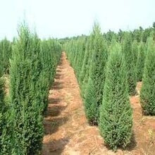 哪里有蜀侩蜀侩多少钱1米2米3米4米蜀侩哪里有卖图片