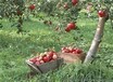 供應蘋果樹、蘋果樹批發價格、占地蘋果樹出售價格、各種規格蘋果樹批發報價