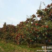 哪里有卖山楂树,山楂树哪里最多,哪里山楂树最好,哪里有山楂树价格图片
