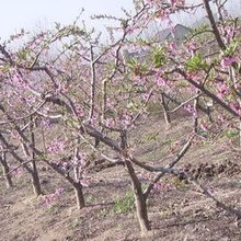 桃树哪里有卖的?5公分占地桃树产地价?5公分桃树多少钱一棵图片