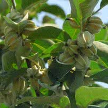 翅果苗、出售翅果苗、1年苗、2年苗、3年苗、翅果苗價格