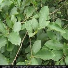 牛筋苗价格行情牛筋苗价格介绍牛筋苗价格报价牛筋苗木信息图片