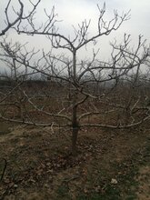 新疆山楂树价格厂家直销,山里红图片