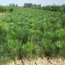 鞍山行道庭荫白皮松基地供应图片