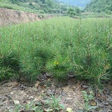 太原园林工程造型白皮松基地直销图片