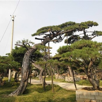 赣州销售油松价格实惠