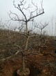 阿拉善盟山楂樹價格價格實惠圖片
