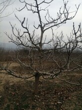伊春15公分山楂樹半冠樹苗基地批發價格圖片