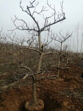 九江8公分10公分15公分山楂樹種植基地電話圖片