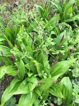 供應(yīng)批發(fā)白芨苗白芨種苗中藥材白芨苗子紫花白芨苗