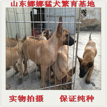 马犬怎么训马犬都吃些什么马犬幼犬多少钱