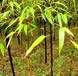 北京哪里卖竹子适合种植在庭院及小区景观