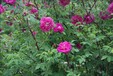 江苏四季玫瑰种植基地、宿迁四季玫瑰今年下半年八折促销