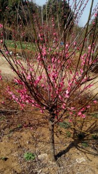 盆栽梅花批发、红梅老桩3年至8年苗、朱砂梅绿萼梅骨里红梅