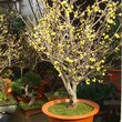 江苏腊梅树种植基地、出售丛生腊梅及腊梅盆景、品种纯正图片