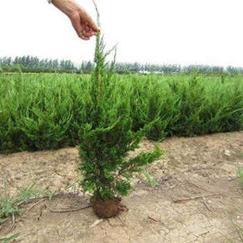 小龙柏种植价格低江苏小龙柏新上市欢迎采购