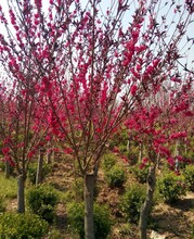 广西哪里有卖红叶碧桃、桂林园林绿化3至8公分红叶碧桃交易市场