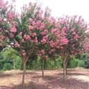 江蘇紫薇、8公分紫薇價格、紫薇產(chǎn)地新報價