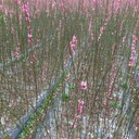 紅梅花小苗哪里買、江蘇紅梅花小苗價格便宜歡迎采購
