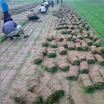 百慕大草坪哪里便宜啊、江苏今年百慕大草坪价格不变