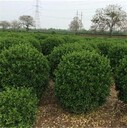 江蘇冬青球基地、1.2米冬青球不僅便宜、現(xiàn)挖現(xiàn)賣成活率還高