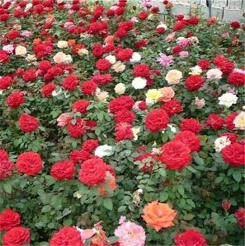 出售月季花工程苗、月季花盆栽、一二年生月季花，品种多价格底