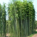 青皮竹批發(fā)、園林綠化庭院觀賞竹子、1米至8米高青竹